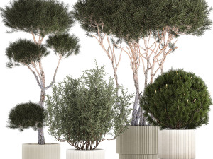 Beautiful pine and spruce topiary trees in a pot 1304 3D Model