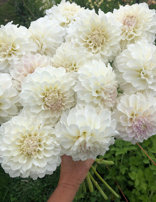 Irish Ruffles