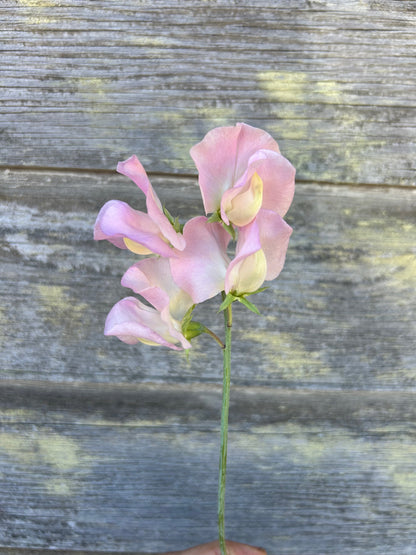 Sweet Pea - Alisa