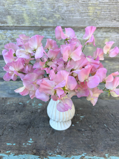 Sweet Pea - Alisa