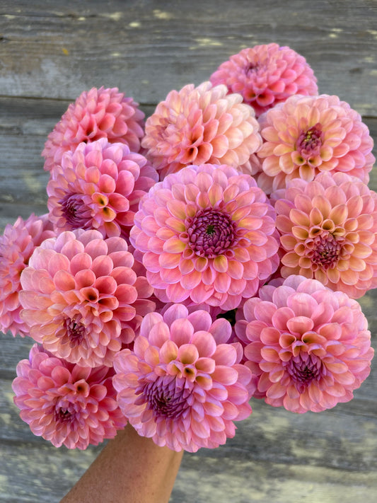 Hamari Rose - LIMIT 1