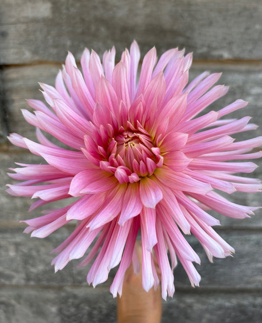Hollyhill Cotton Candy