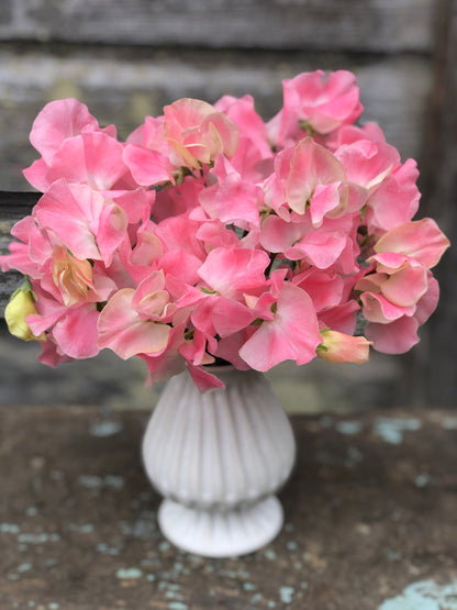 Sweet Pea - John Gray