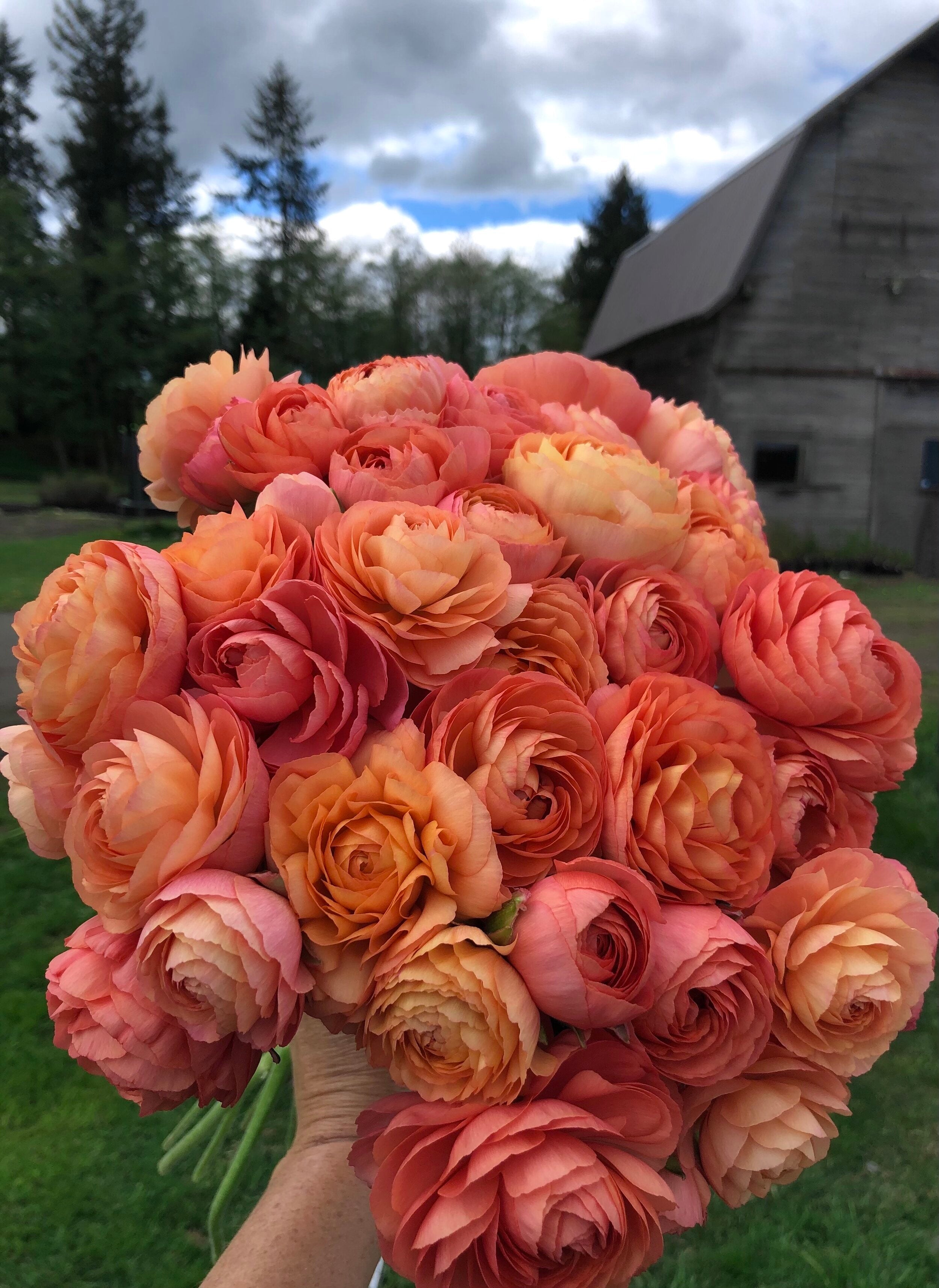 How to Grow Ranunculus