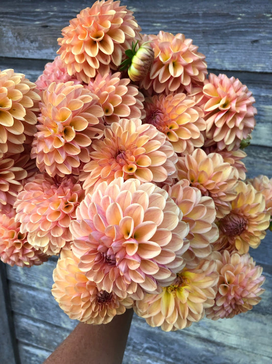Valley Tawny