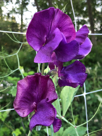 Sweet Pea - Welcome to Yorkshire