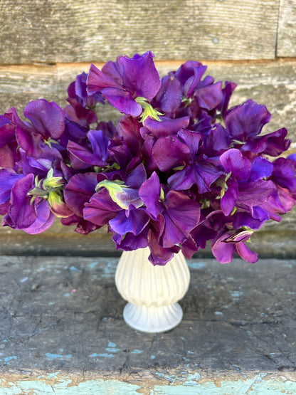 Sweet Pea - Welcome to Yorkshire
